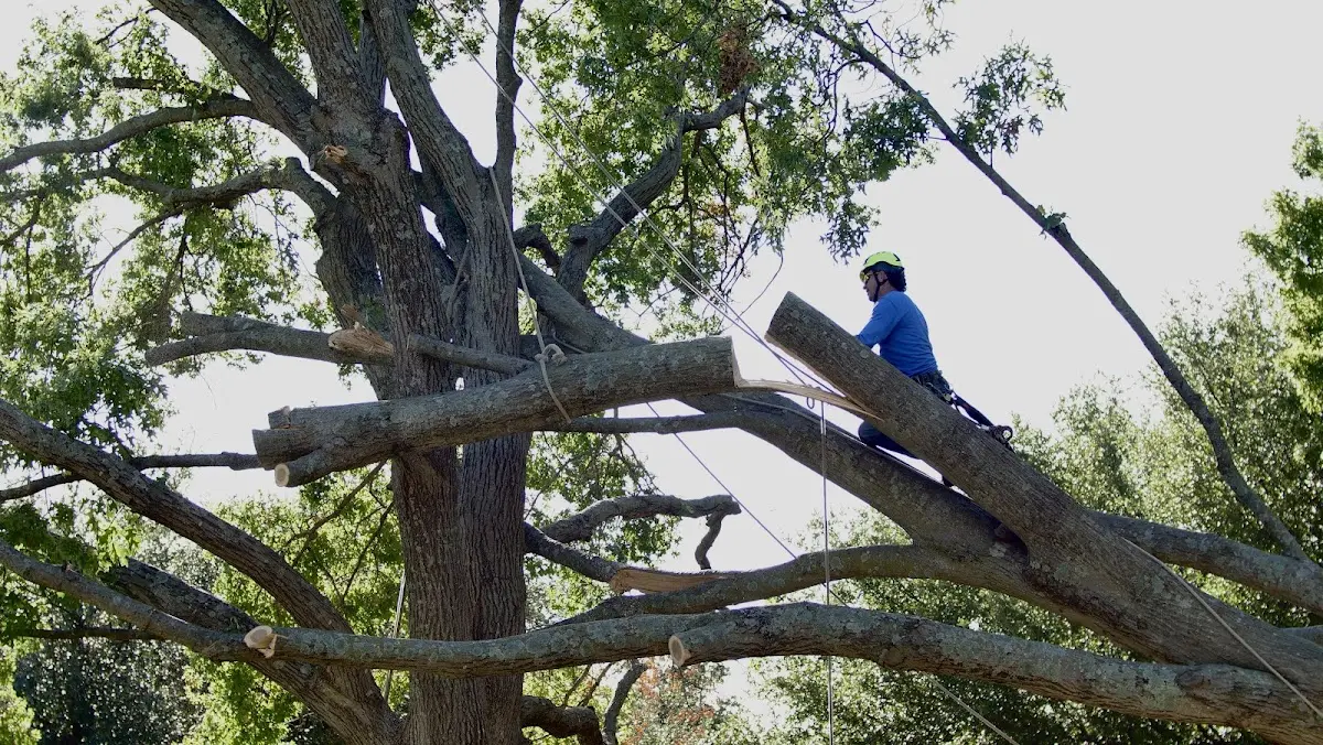 Professional Crown Thinning performed by certified arborists in West Newfield