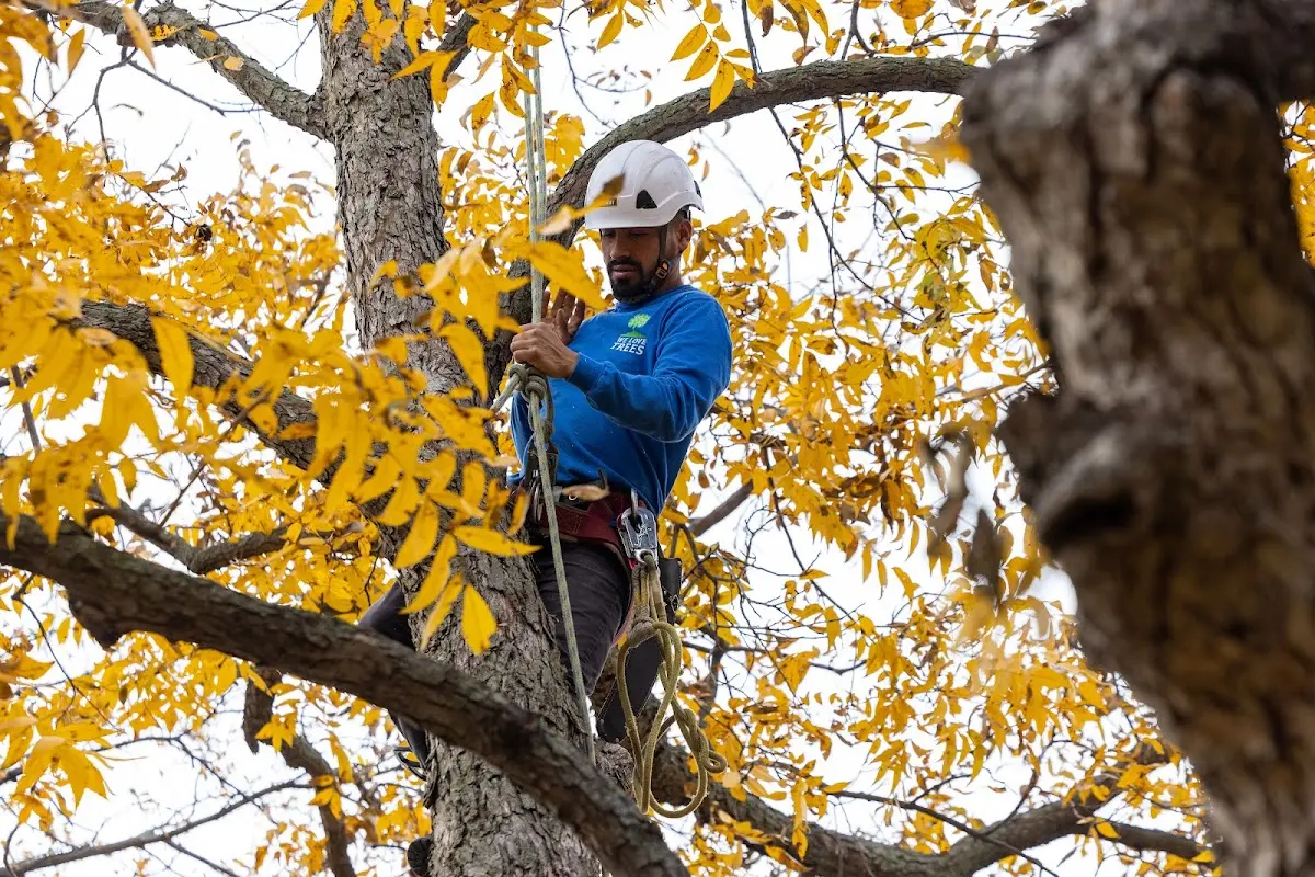 Skilled Tree Transplanting crew working in West Newfield
