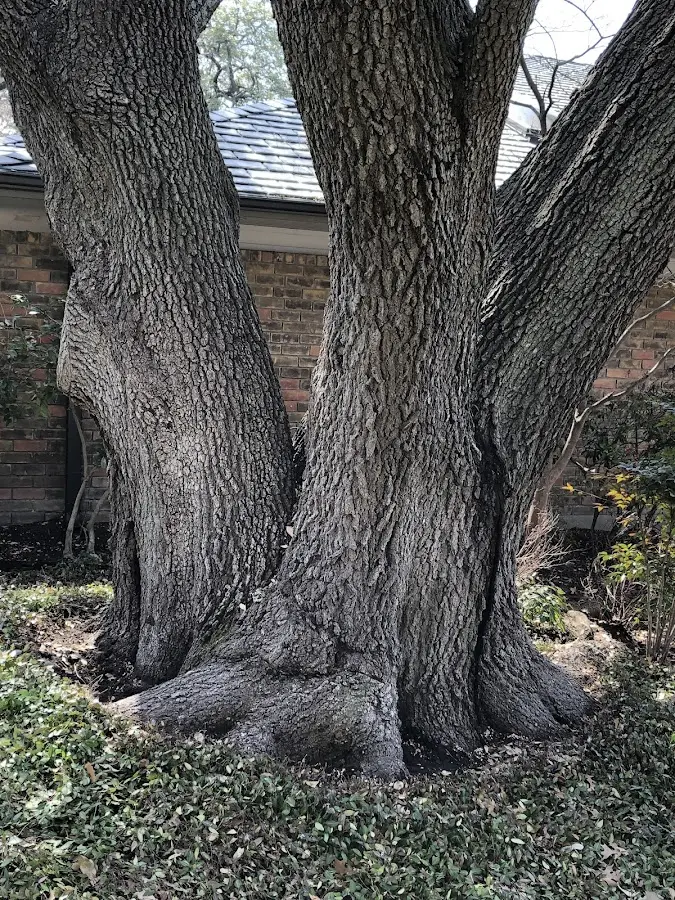 Mature heritage tree close to a West Newfield property cared for by certified arborists